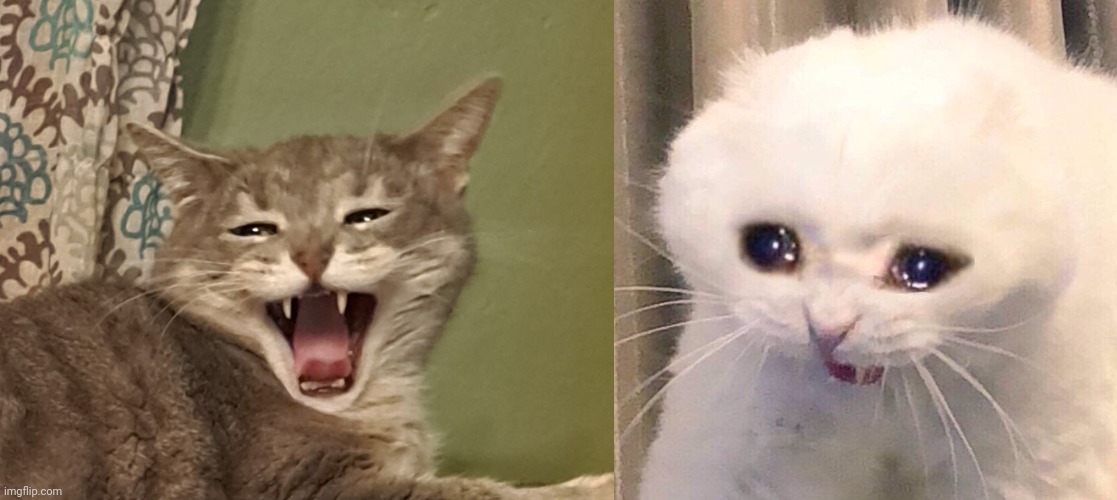 My cat re-created this meme | image tagged in screaming kitten,new meme template | made w/ Imgflip meme maker