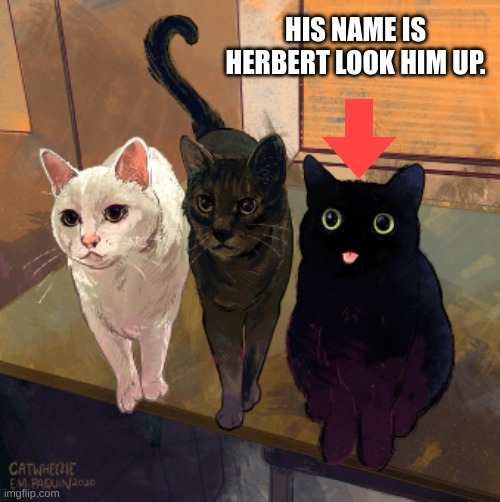 herbert the cat | HIS NAME IS HERBERT LOOK HIM UP. | image tagged in background | made w/ Imgflip meme maker