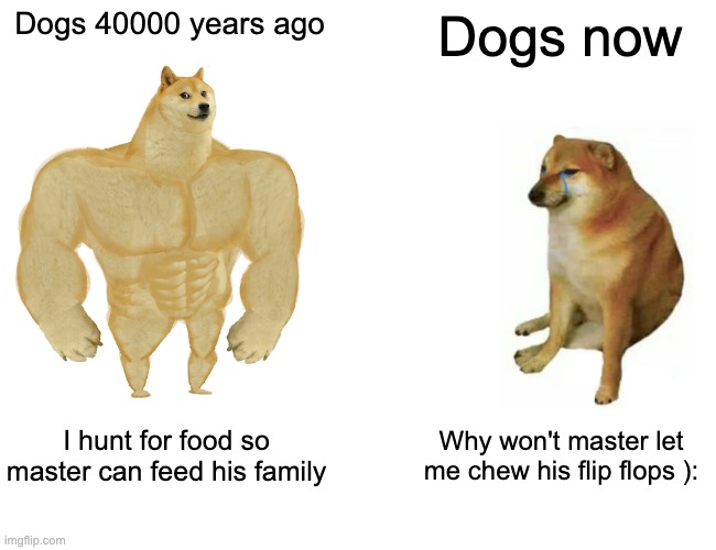Buff Doge vs. Cheems Meme | Dogs 40000 years ago Dogs now I hunt for food so master can feed his family Why won't master let me chew his flip flops ): | image tagged in memes,buff doge vs cheems | made w/ Imgflip meme maker