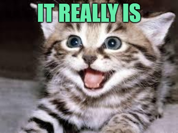 happy cat | IT REALLY IS | image tagged in happy cat | made w/ Imgflip meme maker
