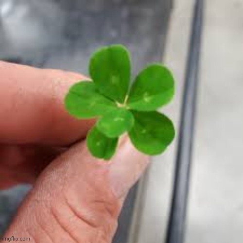 6 leaf clover | made w/ Imgflip meme maker