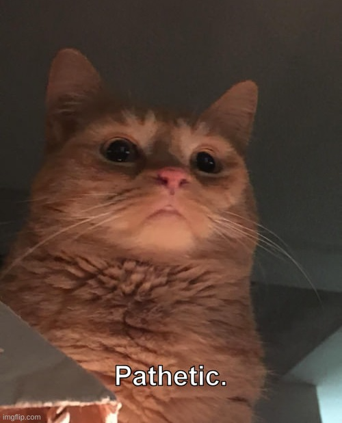 High Quality Pathetic Cat Blank Meme Template