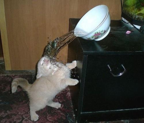 High Quality Bowl spills on cat Blank Meme Template