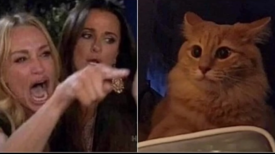 High Quality Scared cat Blank Meme Template