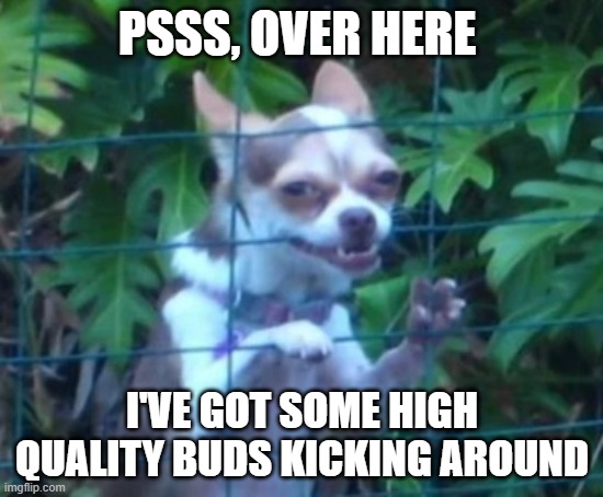 Shady Dealer | PSSS, OVER HERE; I'VE GOT SOME HIGH QUALITY BUDS KICKING AROUND | image tagged in chihuahua dealer | made w/ Imgflip meme maker