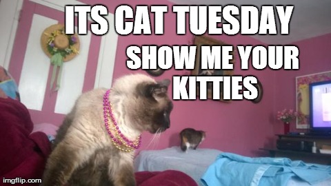 ITS CAT TUESDAY SHOW ME YOUR KITTIES | made w/ Imgflip meme maker