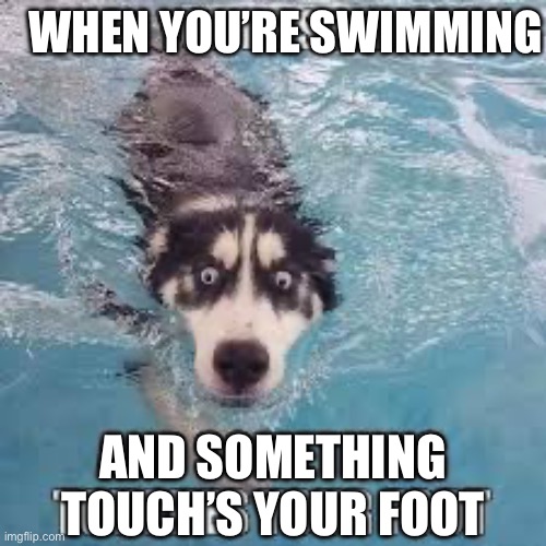 Swimming be like | WHEN YOU’RE SWIMMING; AND SOMETHING TOUCH’S YOUR FOOT | image tagged in dog,funny | made w/ Imgflip meme maker