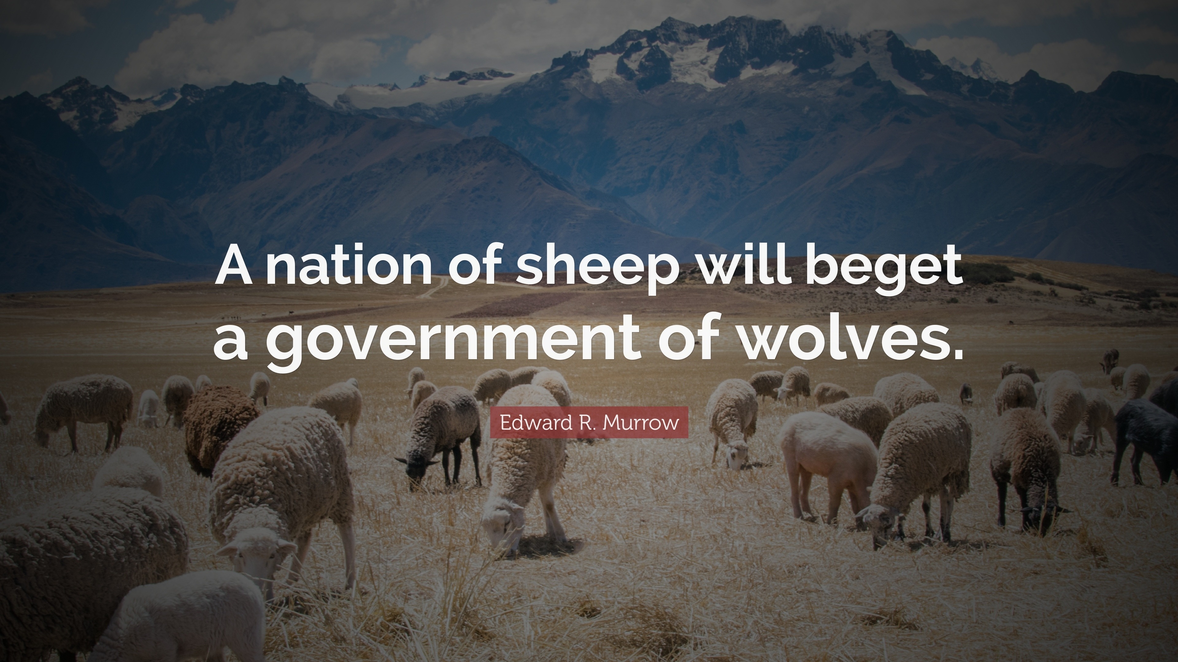 A nation of sheep will beget a government of wolves. | image tagged in edward r murrow quotes,a nation of sheep,wolves,sheeple,covidiots,lemmings | made w/ Imgflip meme maker