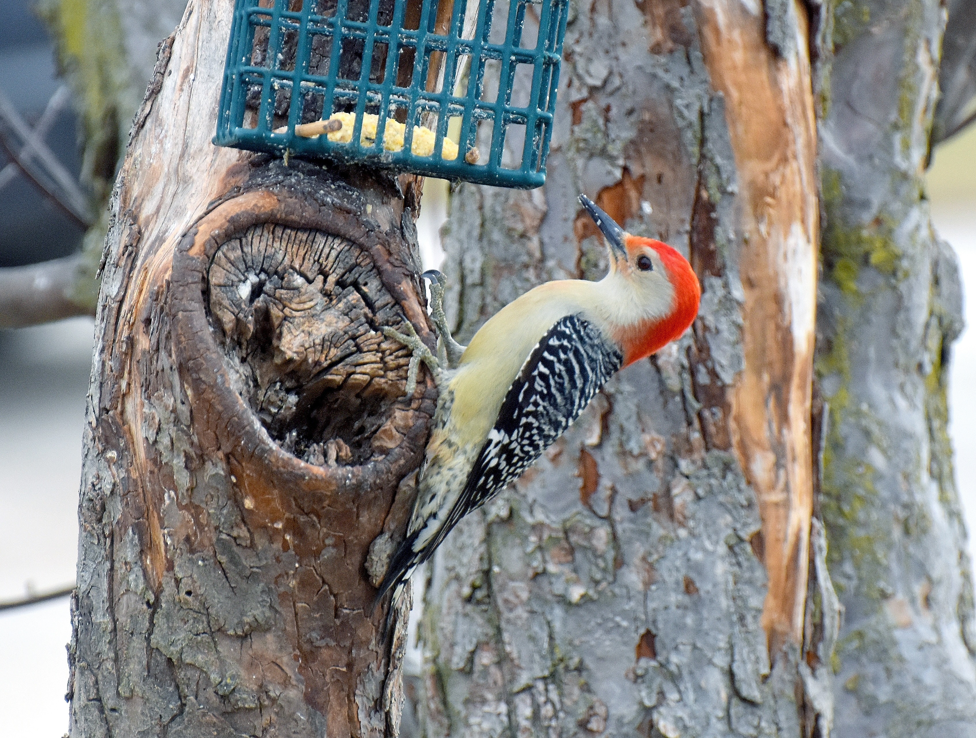 Red bellied woodpecker | image tagged in red belly woodpecker,kewlew | made w/ Imgflip meme maker