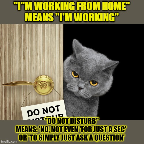 This #lolcat wonders why people don't know the meaning of 'I'm working' and 'don't disturb' | "I''M WORKING FROM HOME"
MEANS "I'M WORKING"; "DO NOT DISTURB"
MEANS: 'NO, NOT EVEN 'FOR JUST A SEC' 
OR 'TO SIMPLY JUST ASK A QUESTION' | image tagged in disturbed,annoying people,lolcat,boundaries,think about it | made w/ Imgflip meme maker
