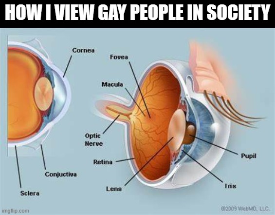 my views on blank | HOW I VIEW GAY PEOPLE IN SOCIETY | image tagged in my views on blank | made w/ Imgflip meme maker
