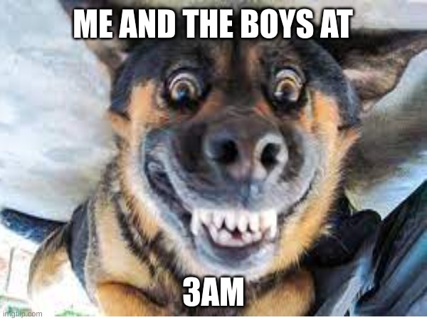 dog | ME AND THE BOYS AT; 3AM | image tagged in bad pun dog | made w/ Imgflip meme maker