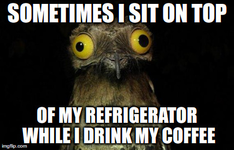 Weird Stuff I Do Potoo Meme | SOMETIMES I SIT ON TOP OF MY REFRIGERATOR WHILE I DRINK MY COFFEE | image tagged in memes,weird stuff i do potoo | made w/ Imgflip meme maker
