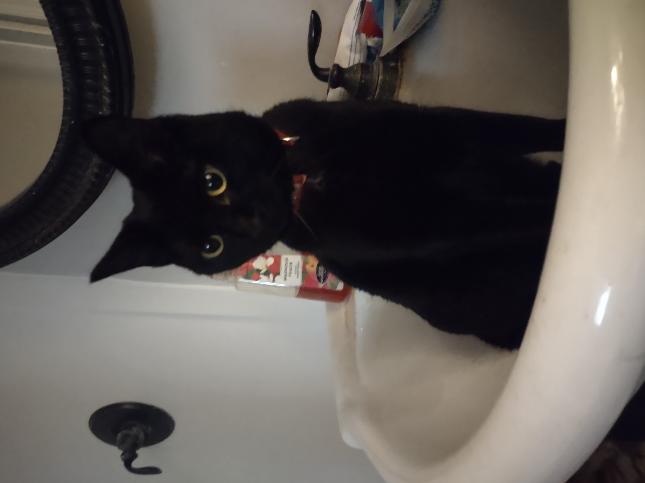 The sink cat Blank Meme Template