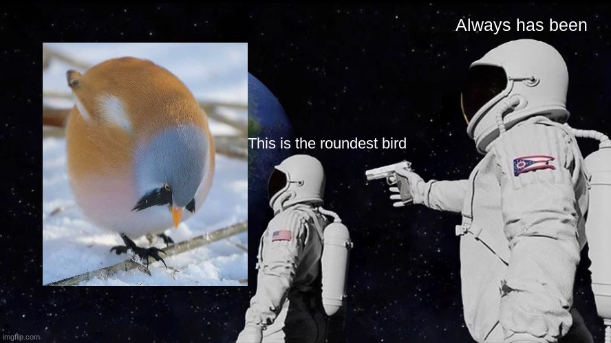 Always Has Been | Always has been; This is the roundest bird | image tagged in memes,always has been | made w/ Imgflip meme maker