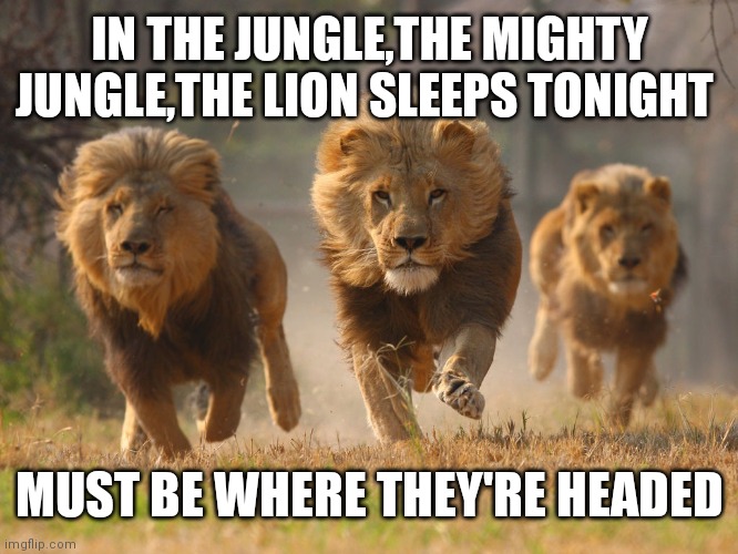 Lions Lookin For A Dentist | IN THE JUNGLE,THE MIGHTY JUNGLE,THE LION SLEEPS TONIGHT; MUST BE WHERE THEY'RE HEADED | image tagged in lions lookin for a dentist | made w/ Imgflip meme maker