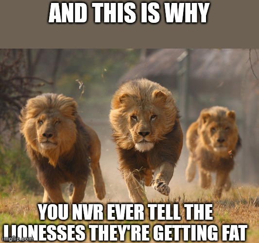 Lions Lookin For A Dentist | AND THIS IS WHY; YOU NVR EVER TELL THE LIONESSES THEY'RE GETTING FAT | image tagged in lions lookin for a dentist | made w/ Imgflip meme maker