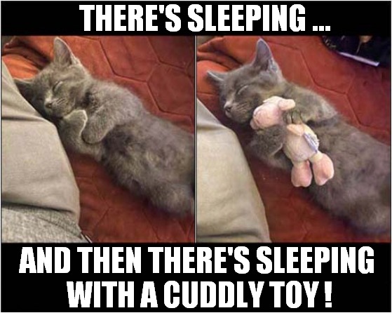 I Like The Second Option ! | THERE'S SLEEPING ... AND THEN THERE'S SLEEPING
 WITH A CUDDLY TOY ! | image tagged in cats,kitten,sleeping,cuddly toy | made w/ Imgflip meme maker