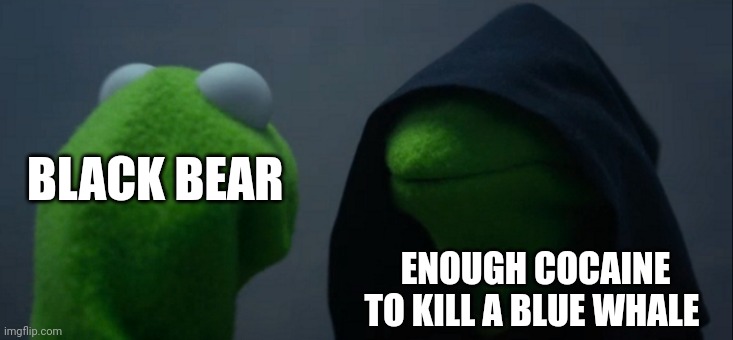 A bear did cocaine | BLACK BEAR; ENOUGH COCAINE TO KILL A BLUE WHALE | image tagged in memes,evil kermit | made w/ Imgflip meme maker