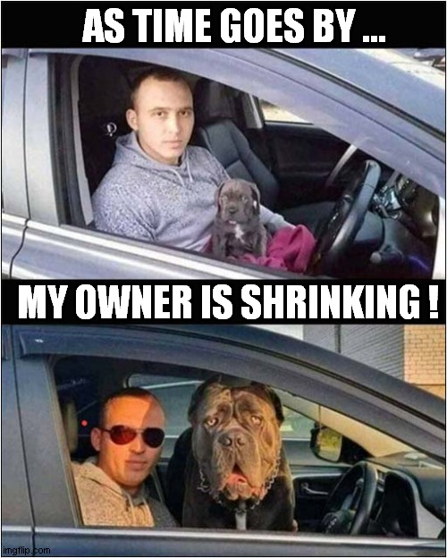 A Dogs Perspective ! | AS TIME GOES BY ... MY OWNER IS SHRINKING ! | image tagged in dogs,perspective,growing old,shrinking | made w/ Imgflip meme maker