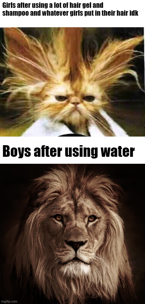 The power of water and maybe some bar soap | Girls after using a lot of hair gel and shampoo and whatever girls put in their hair idk; Boys after using water | image tagged in bad hair day,soap,boys vs girls,lion,hair | made w/ Imgflip meme maker