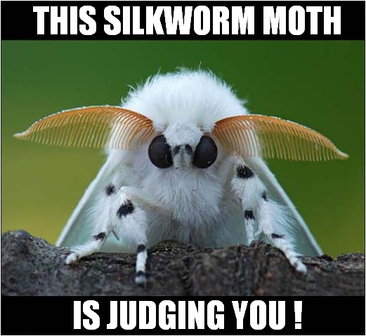I'm Frightened ! | THIS SILKWORM MOTH; IS JUDGING YOU ! | image tagged in frightened,silkworm,moth,judging you | made w/ Imgflip meme maker