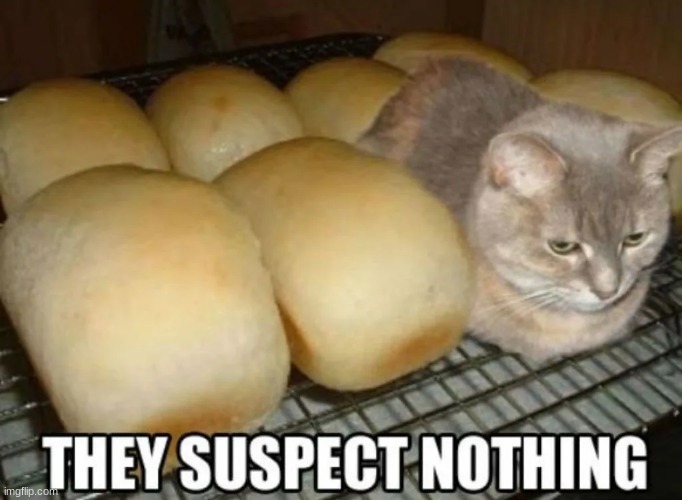 cats these days | image tagged in bread,cat | made w/ Imgflip meme maker