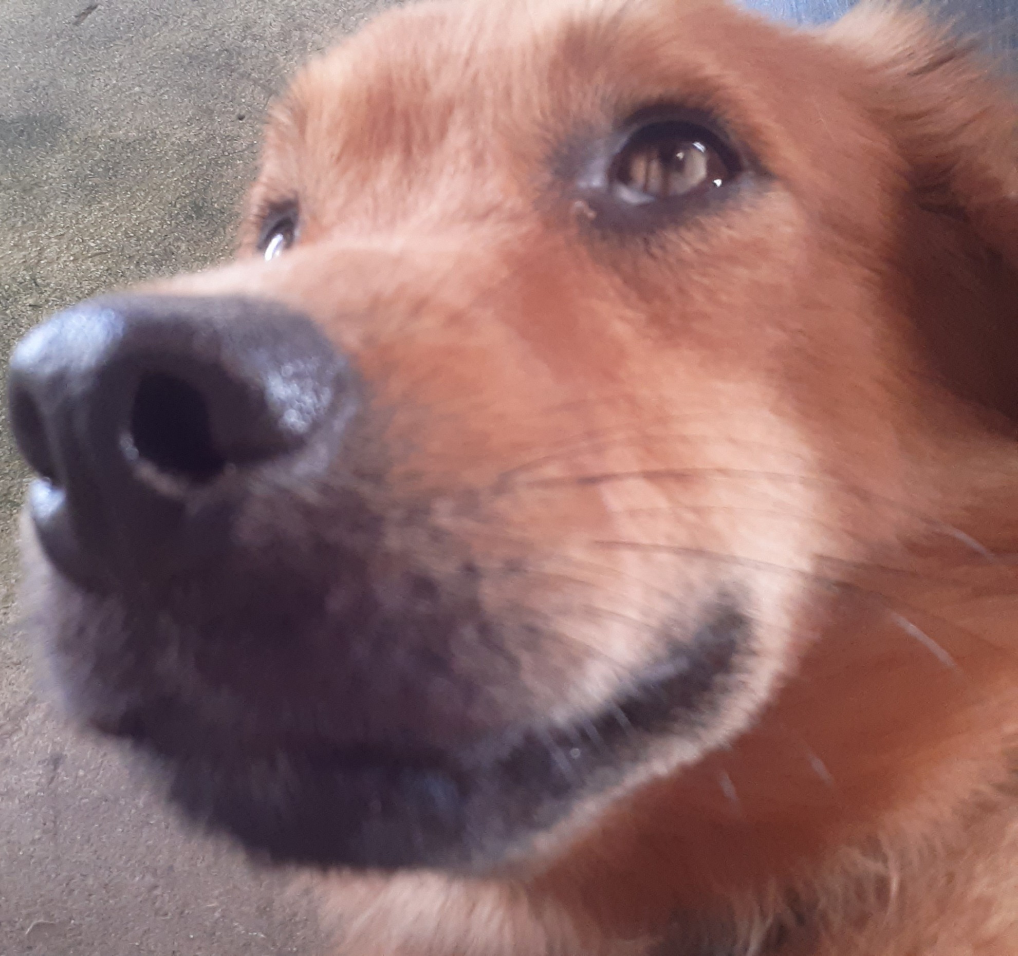 High Quality A Fome dói. ? Blank Meme Template