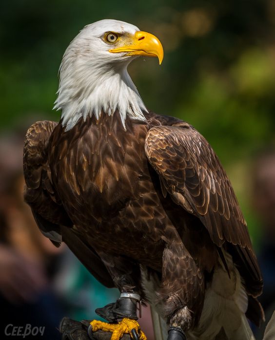 eagle Blank Meme Template