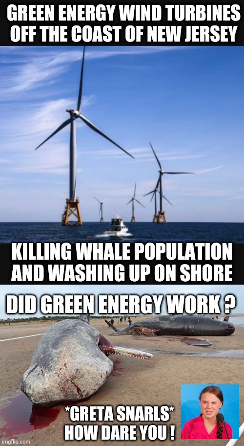 GreenPeace?  Call Greta... | GREEN ENERGY WIND TURBINES OFF THE COAST OF NEW JERSEY; KILLING WHALE POPULATION AND WASHING UP ON SHORE; DID GREEN ENERGY WORK ? *GRETA SNARLS*
HOW DARE YOU ! | image tagged in leftists,liberals,green new deal,democrats,turbines,greta | made w/ Imgflip meme maker