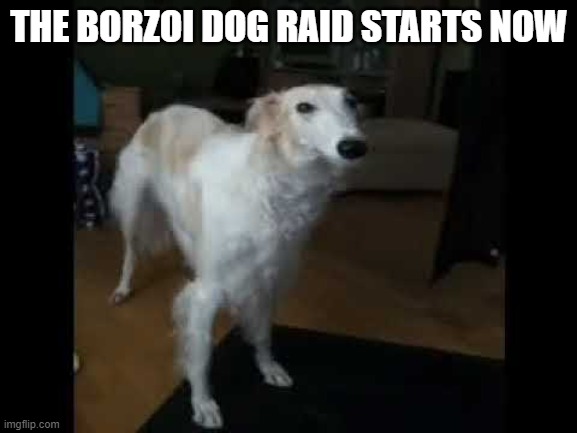 Low quality borzoi dog | THE BORZOI DOG RAID STARTS NOW | image tagged in low quality borzoi dog | made w/ Imgflip meme maker