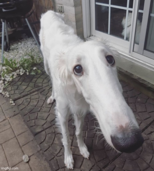 Borzoi | image tagged in borzoi | made w/ Imgflip meme maker