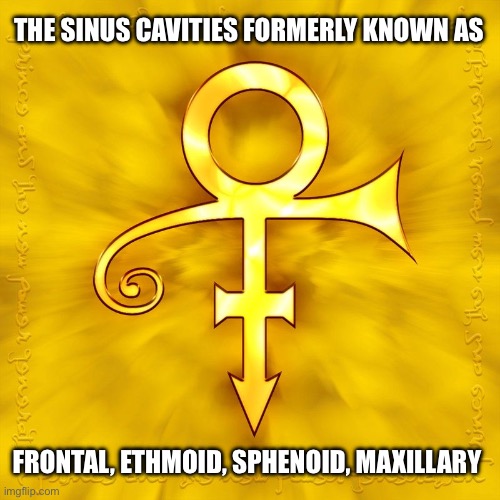 Sinus Cavities | THE SINUS CAVITIES FORMERLY KNOWN AS; FRONTAL, ETHMOID, SPHENOID, MAXILLARY | image tagged in sinus prince | made w/ Imgflip meme maker