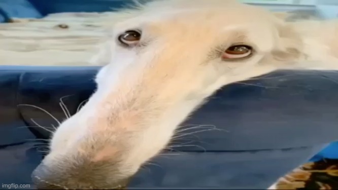 bozoi | image tagged in borzoi dog | made w/ Imgflip meme maker