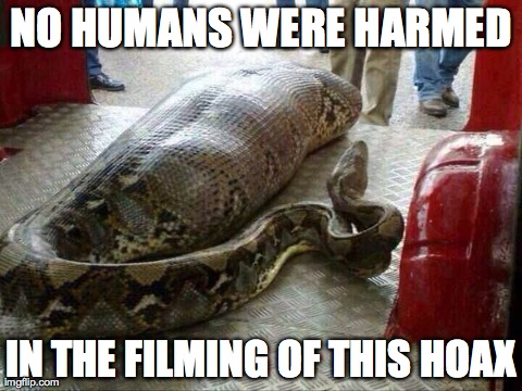 Disclaimer Required | NO HUMANS WERE HARMED IN THE FILMING OF THIS HOAX | image tagged in snake,python,man,hoax,india | made w/ Imgflip meme maker