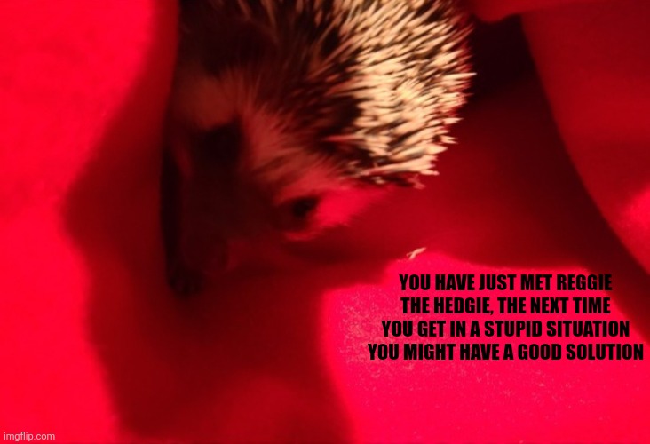 Have a good day | YOU HAVE JUST MET REGGIE THE HEDGIE, THE NEXT TIME YOU GET IN A STUPID SITUATION YOU MIGHT HAVE A GOOD SOLUTION | image tagged in memes,wholesome | made w/ Imgflip meme maker