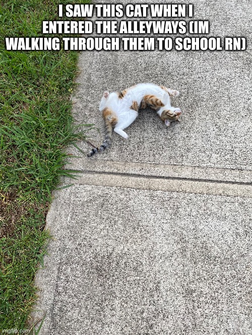 the critter | I SAW THIS CAT WHEN I ENTERED THE ALLEYWAYS (IM WALKING THROUGH THEM TO SCHOOL RN) | made w/ Imgflip meme maker