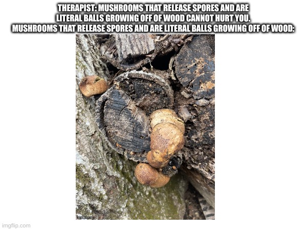 THERAPIST: MUSHROOMS THAT RELEASE SPORES AND ARE LITERAL BALLS GROWING OFF OF WOOD CANNOT HURT YOU.
MUSHROOMS THAT RELEASE SPORES AND ARE LI | made w/ Imgflip meme maker