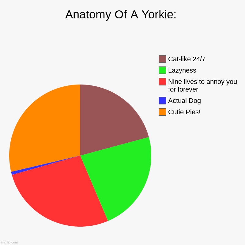 Anatomy Of A Yorkie: | Cutie Pies!, Actual Dog, Nine lives to annoy you for forever, Lazyness, Cat-like 24/7 | image tagged in charts,pie charts | made w/ Imgflip chart maker