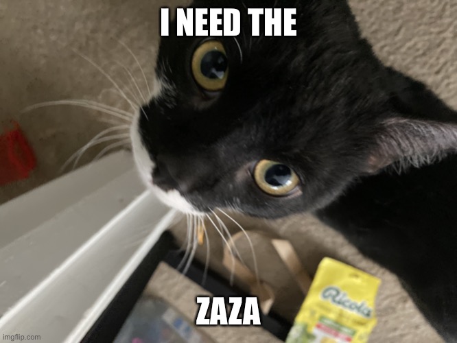 SILLY | I NEED THE; ZAZA | image tagged in silly | made w/ Imgflip meme maker