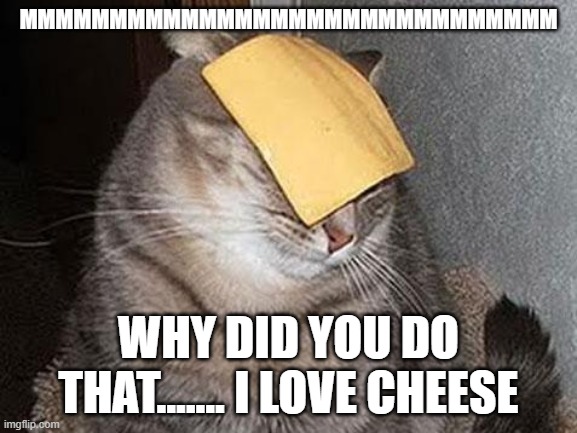 cheese | MMMMMMMMMMMMMMMMMMMMMMMMMMMMMM; WHY DID YOU DO THAT....... I LOVE CHEESE | image tagged in cats with cheese | made w/ Imgflip meme maker