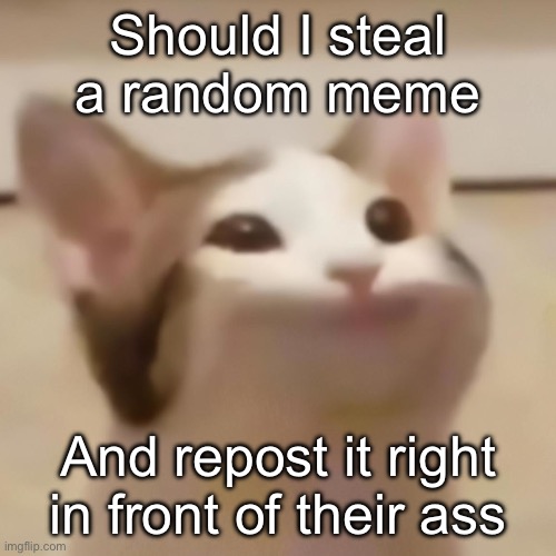 pop cat | Should I steal a random meme; And repost it right in front of their ass | image tagged in pop cat | made w/ Imgflip meme maker