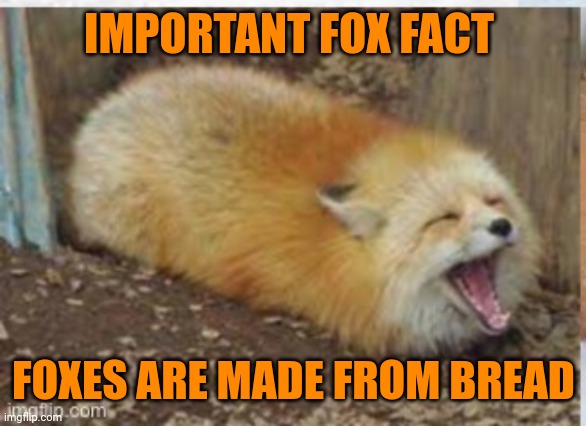 Fox loaf | IMPORTANT FOX FACT; FOXES ARE MADE FROM BREAD | image tagged in fox,loaf,important,facts | made w/ Imgflip meme maker