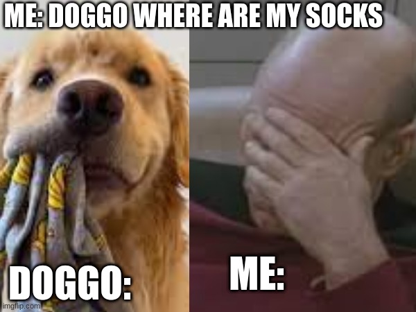 Sock Doggo | ME: DOGGO WHERE ARE MY SOCKS; DOGGO:; ME: | image tagged in doggo,socks,funny | made w/ Imgflip meme maker