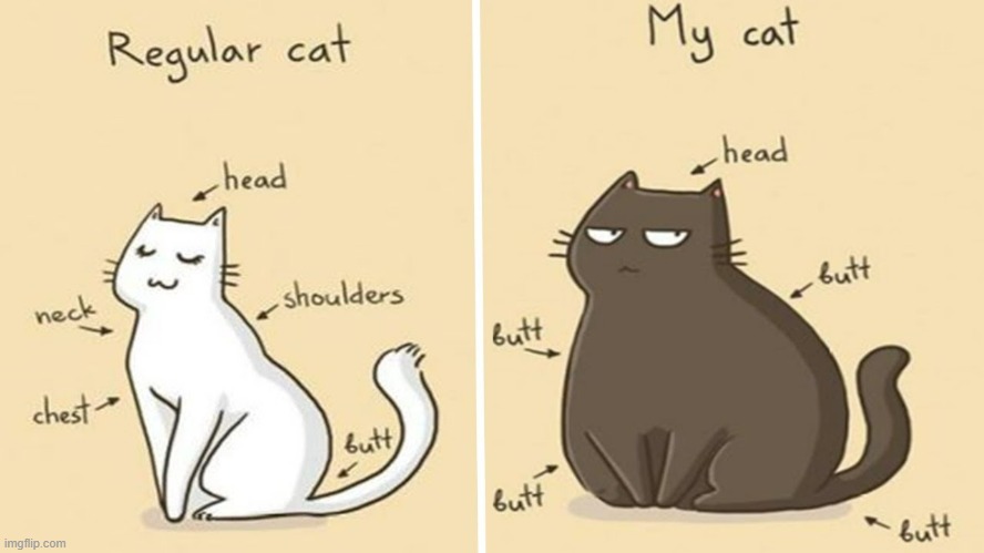 A Cat Guy's Way Of Thinking | image tagged in memes,comics,normal,vs,my,cats | made w/ Imgflip meme maker