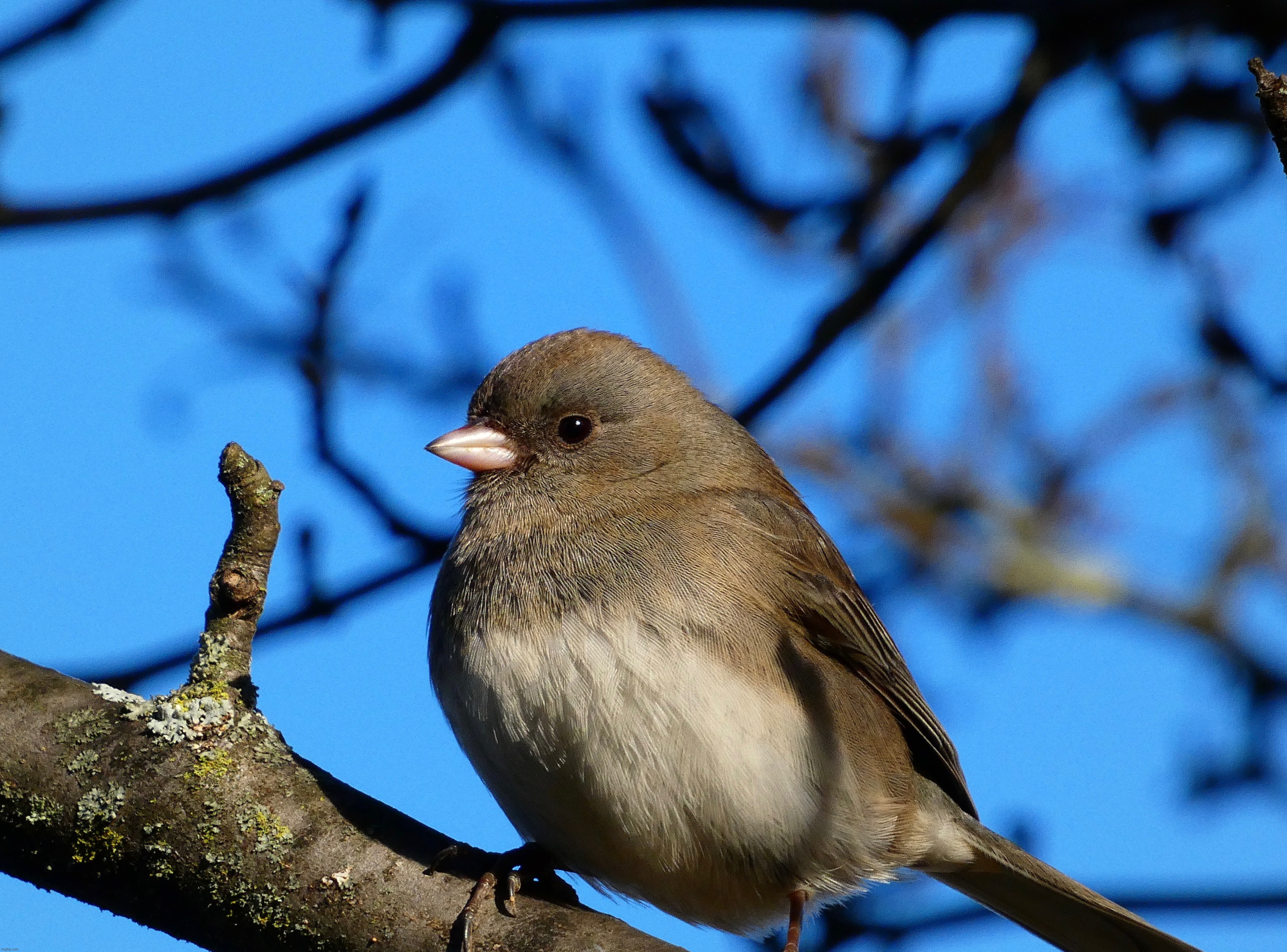 An amazing picture I took of a Dark-Eyed Junco last month | image tagged in share your own photos | made w/ Imgflip meme maker