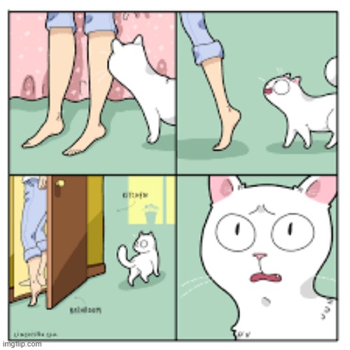 A Cat's Way Of Thinking | image tagged in memes,comics,cats,going,where,what's going on | made w/ Imgflip meme maker