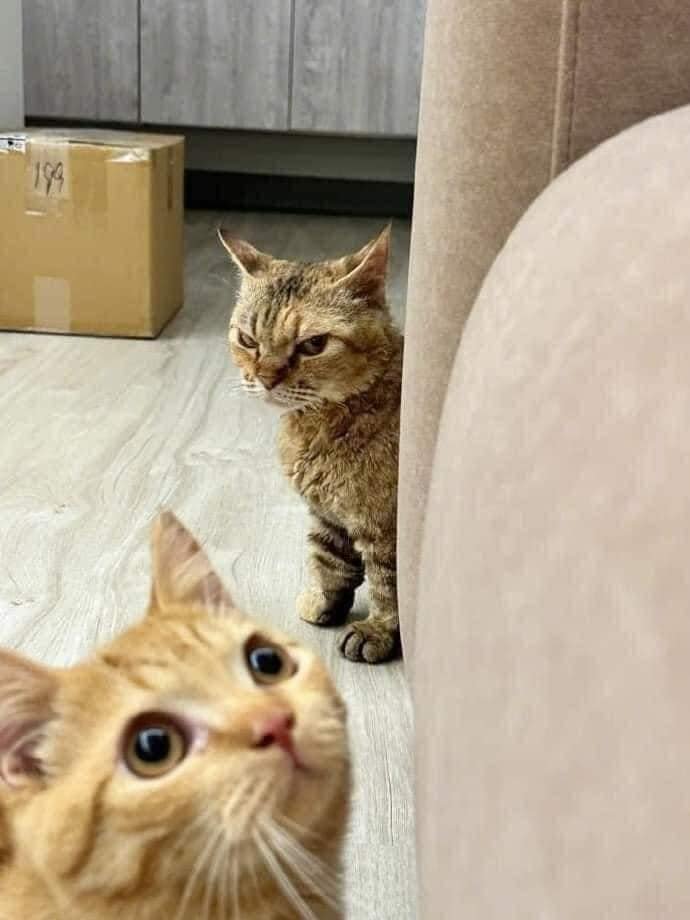 High Quality Old cat jealous of new cat Blank Meme Template