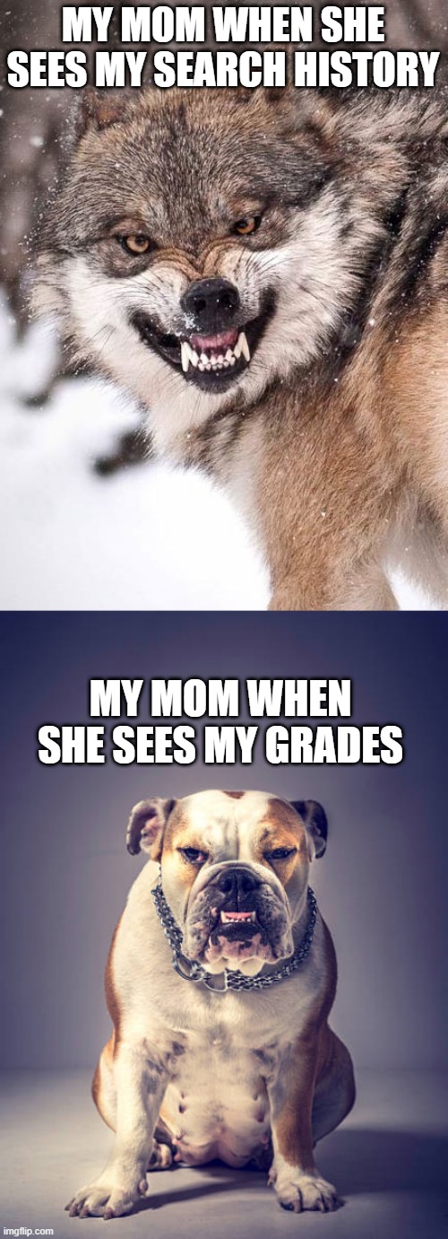 MY MOM WHEN SHE SEES MY SEARCH HISTORY; MY MOM WHEN SHE SEES MY GRADES | image tagged in angry wolf | made w/ Imgflip meme maker
