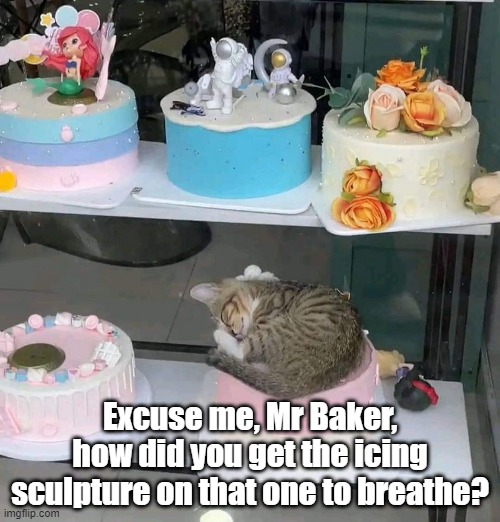 Breathing cake | Excuse me, Mr Baker, how did you get the icing sculpture on that one to breathe? | image tagged in cat,cake,sleeping,bed | made w/ Imgflip meme maker